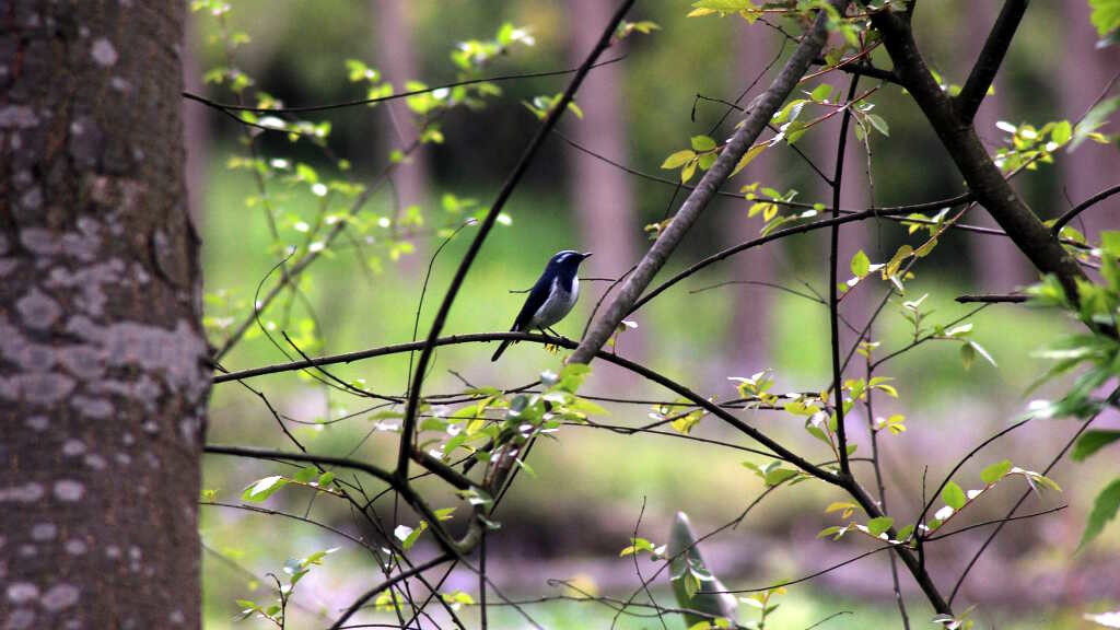 Ficedula superciliaris - Ultramarine flycatcher (click to enlarge)