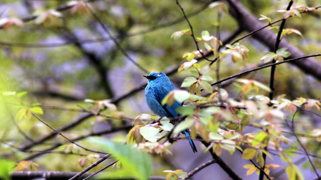 Varditer flycatcher (click to enlarge)