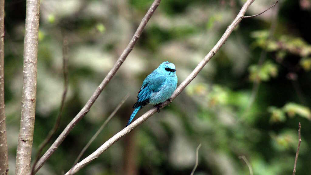 Megalaima virens - Varditer flycatcher (click to enlarge)