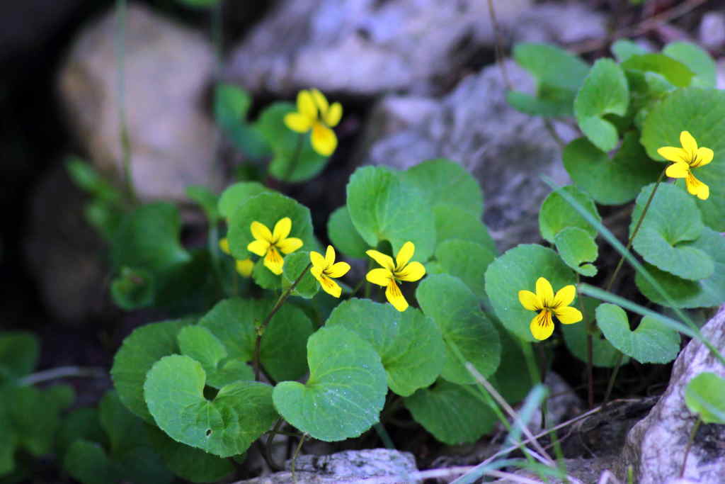 Viola biflora (Click to enlarge)