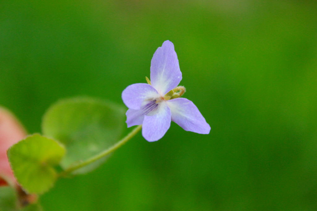 Viola serpens - Banpsha (Click to enlarge)