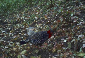 Western tragopan photographed in GHNP (Click to enlarge) 