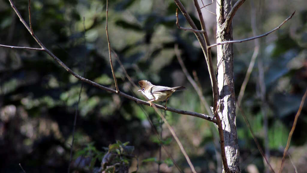 Yuhina flavicollis - Whiskered yuhina (click to enlarge)