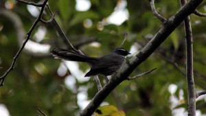 Rhipidura albicollis - White-throated fantail (click to enlarge)