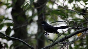 White-throated fantail (click to enlarge)
