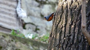 White-throated nuthatch (click to enlarge)