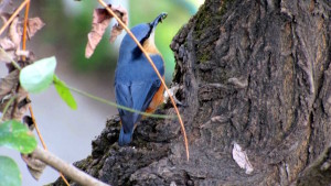 Sitta himalayensis - White-throated nuthatch (click to enlarge)