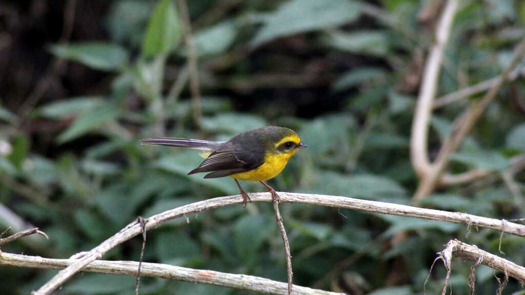 Yellow-bellied fantail (click to enlarge)