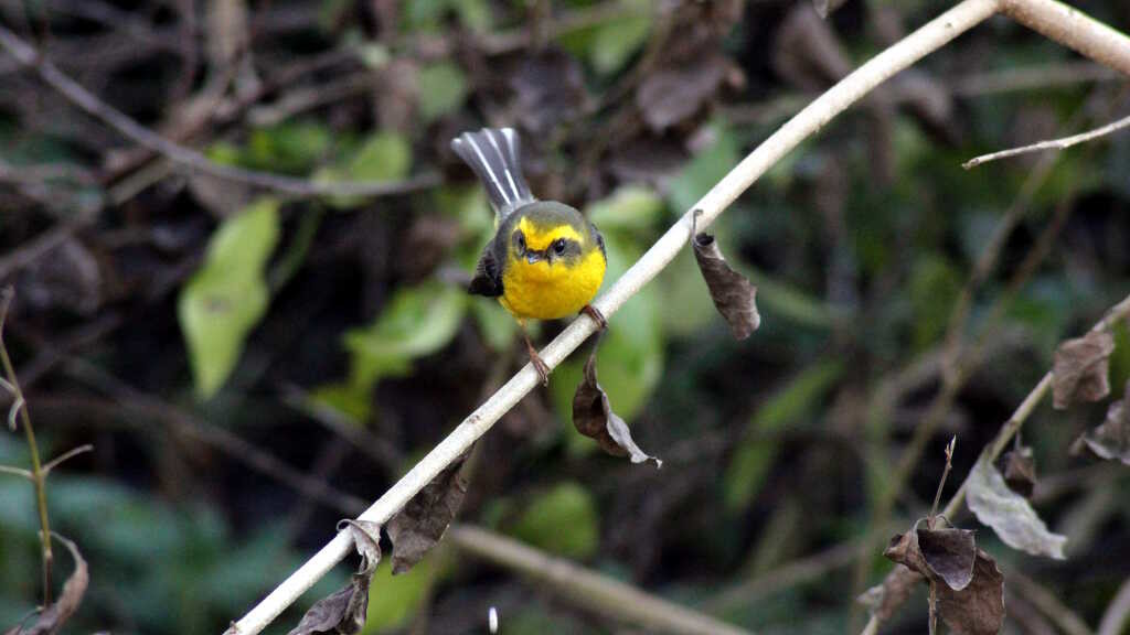 Yellow-bellied fantail (click to enlarge)