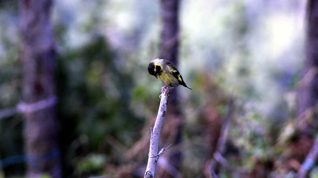 Carduelis spinoides - Yellow- breasted Greenfinch (click to enlarge)