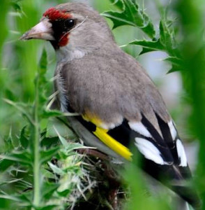 Carduelis carduelis-European goldfinch (click to enlarge)