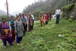 Parthenium eradication programme run by GHNP staff, at Tirthan Valley, Banjar