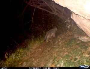 Snow Leopard picture captured by trap camera in GHNP October 2017
