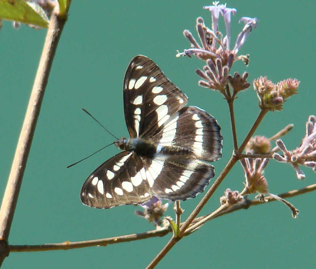 Athyma perius - Common sergeant butterfly (click to enlarge)