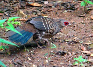 White-crested Kaleej (Click to enlarge) 