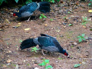 White-crested Kaleej in GHNP ( Click to enlarge) 