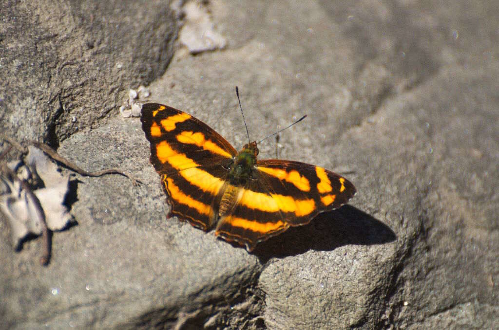 Symbrenthia hippoclus a beautiful butterfly of ghnp