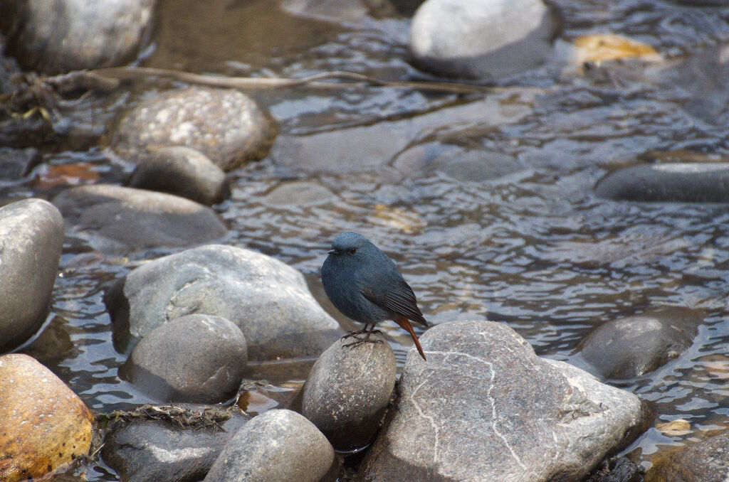 Rhyacornis fuliginosus-Plumbeous water redstart (click to enlarge)