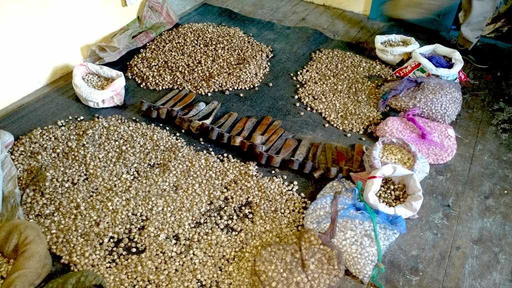 Seizure of Van lassan (Wild garlic) in GHNP